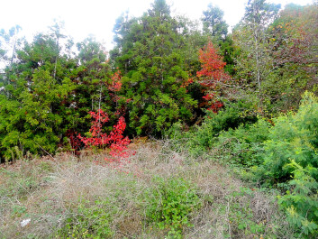 photo 1324885