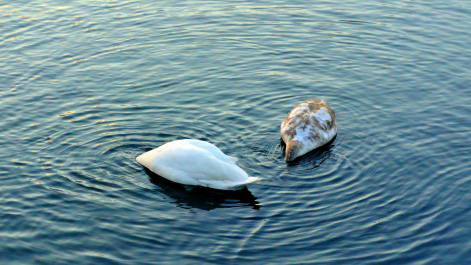 photo 1433223