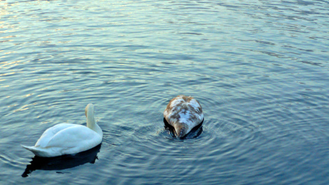photo 1436728