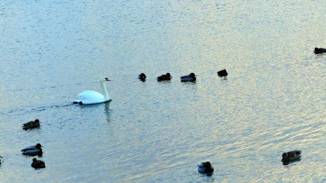 photo 1436962