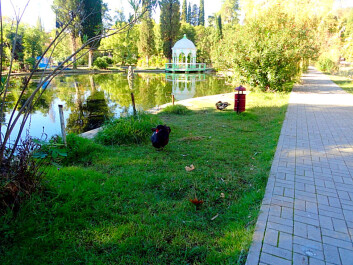photo 1300965