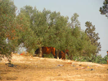 photo 1338596
