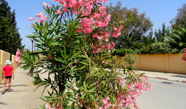 DSC04774