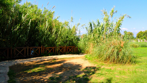 photo 1498981
