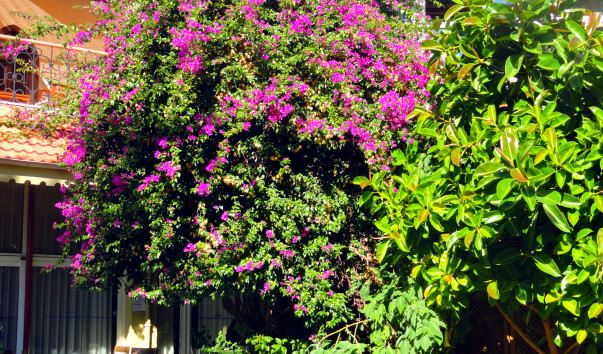 DSC09703