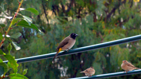 photo 1614945