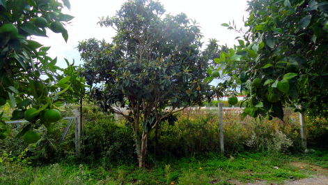 photo 1630417