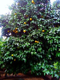 photo 1628752
