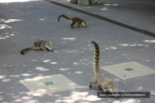 photo 390246