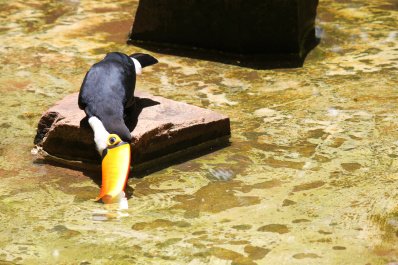 photo 390255