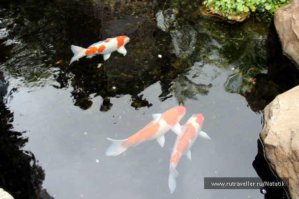 photo 70637