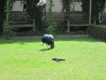 photo 628833