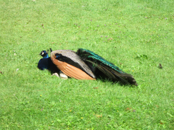 photo 628834