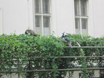 photo 628835