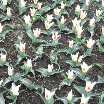 Лютики-цветочки в Кёйкенхоф-садочке (6 апреля 2016)