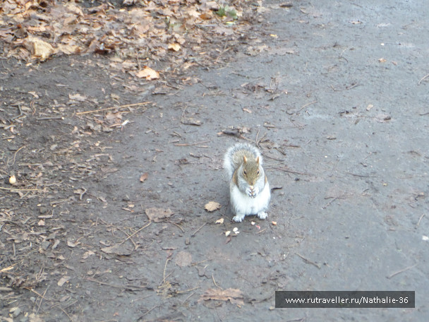 photo 1587217