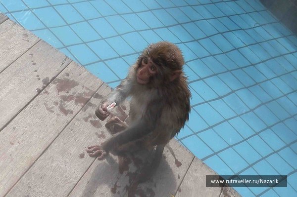 photo 243099