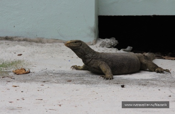 photo 274786