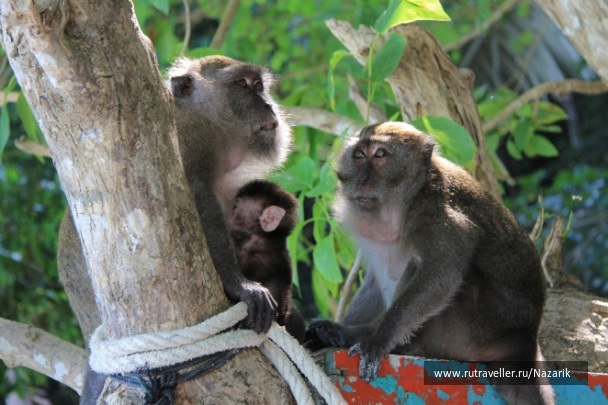 photo 274788