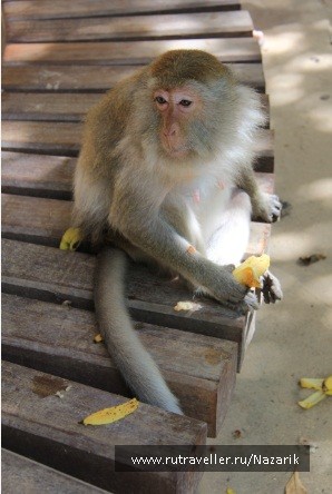 photo 274790