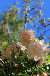 photo 504338
