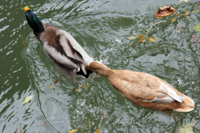 photo 577990