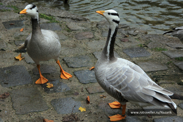 photo 577991