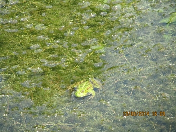 photo 941545