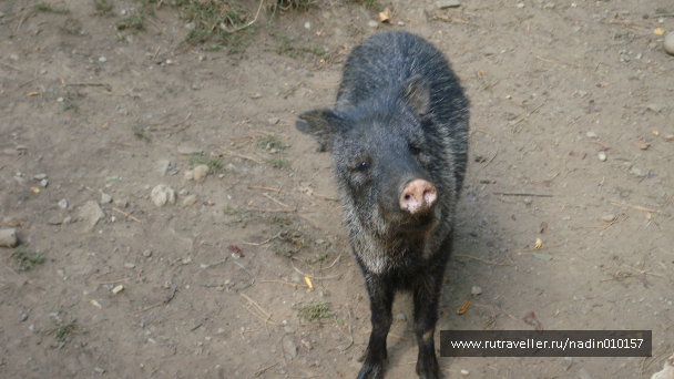 photo 989122