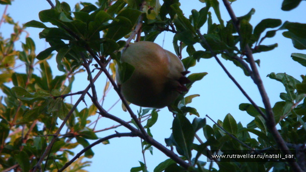 photo 320844