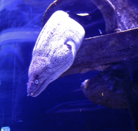 photo 957268