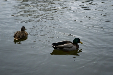 photo 975685