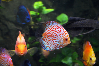 photo 1039782
