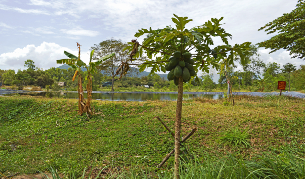 _DSC0968