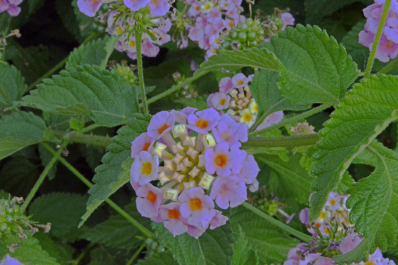 photo 1049709