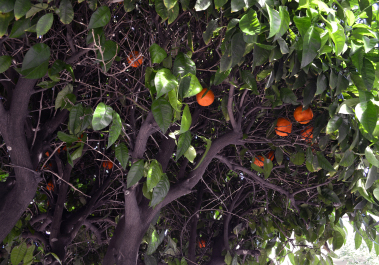 photo 1490381