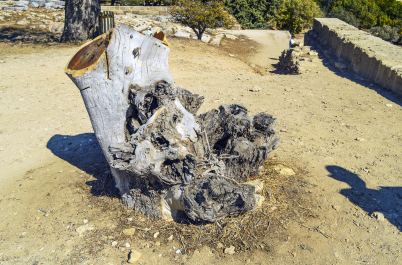 photo 1572367