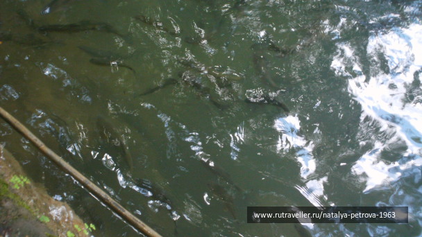 photo 218761