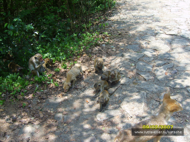photo 62518