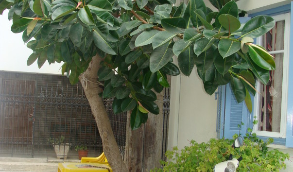 DSC01784