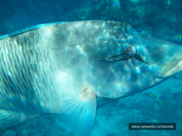 photo 405785