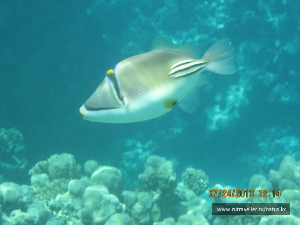 photo 450294