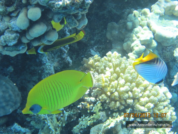 photo 450295
