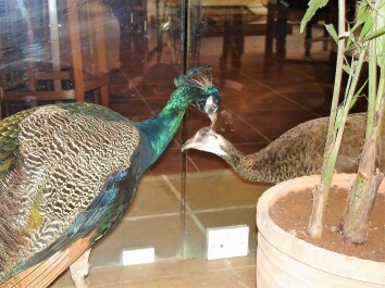 photo 2072202