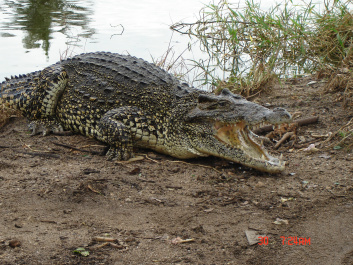 photo 367270