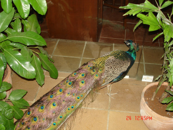 photo 396676