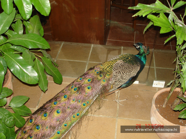 photo 396676