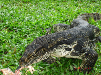 photo 373740