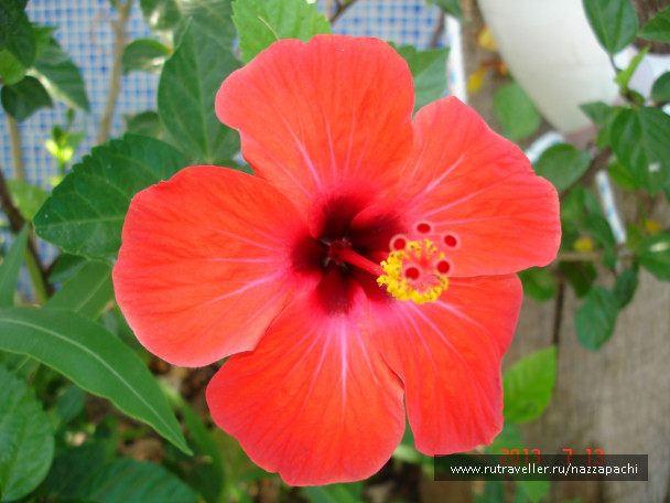 photo 438221