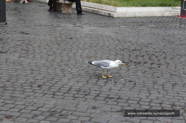photo 1216418